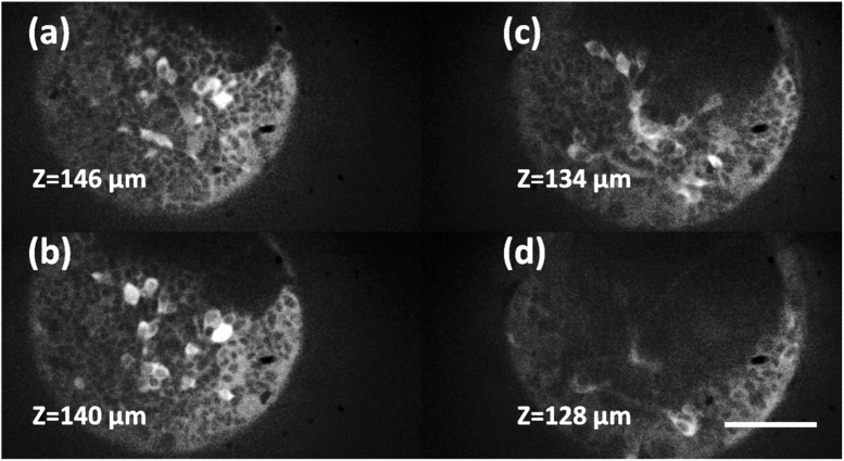 Gintoli 2020 Figure 6