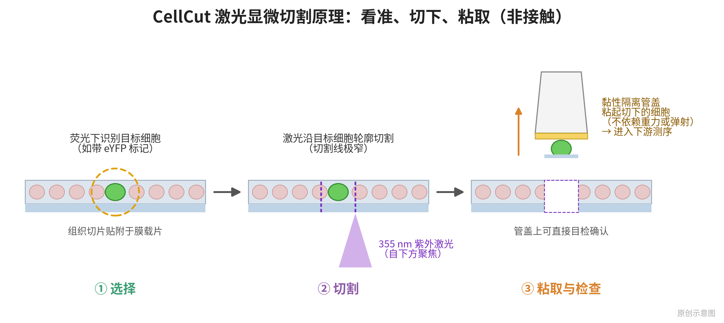 fig2_cellcut_principle